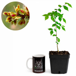 Olmo común (ulmus minor)