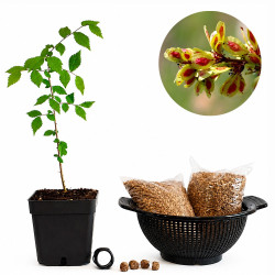 Olmo común (ulmus minor) |...