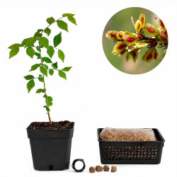 Olmo común (ulmus minor) |...
