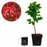 Acer ginnala