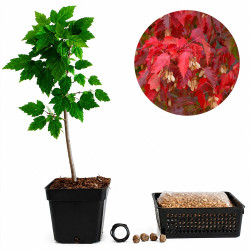 Acer ginnala | Bonsai Zero...