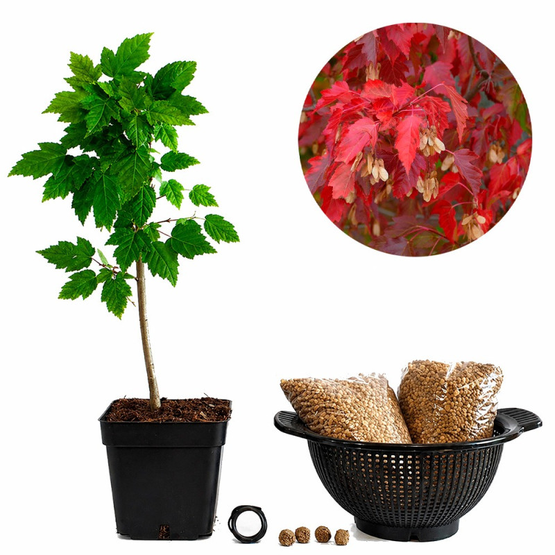 Acer ginnala | Bonsai Zero colador REDONDO