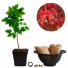 Acer ginnala | Bonsai Zero colador REDONDO