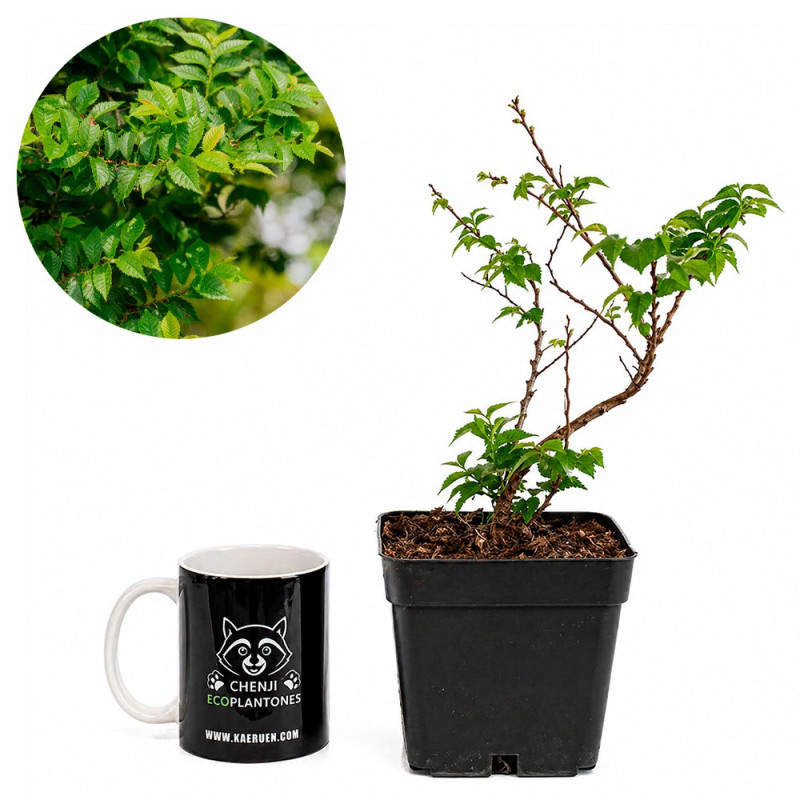 Ulmus Elegantissima «Jacqueline Hillier»