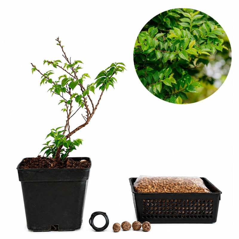 Ulmus Elegantissima «Jacqueline Hillier» | Bonsai Zero URBANO