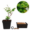 Ulmus Elegantissima «Jacqueline Hillier» | Bonsai Zero URBANO
