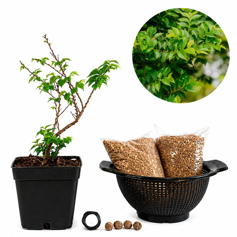 Ulmus Elegantissima «Jacqueline Hillier» | Bonsai Zero colador REDONDO