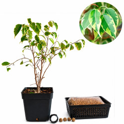 Ficus kinki | Bonsai Zero...