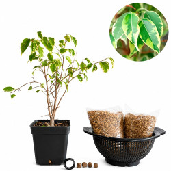 Ficus kinki | Bonsai Zero...