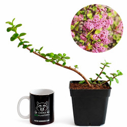 Portulacaria afra