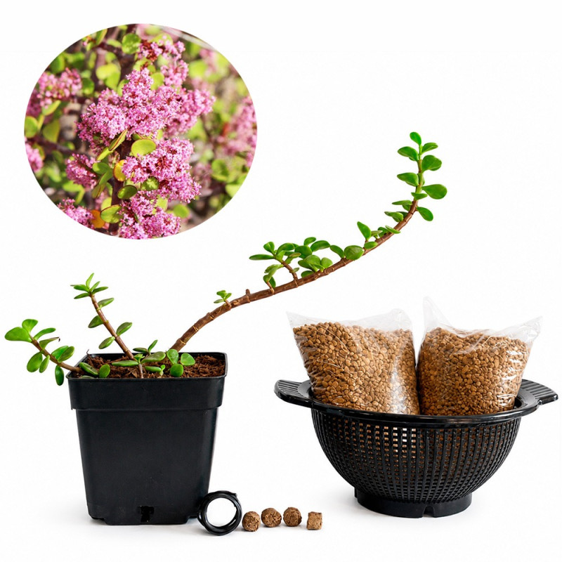 Portulacaria afra | Bonsai Zero colador REDONDO