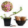Portulacaria afra | Bonsai Zero colador REDONDO