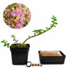 Portulacaria afra | Bonsai Zero URBANO