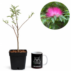Calliandra pink