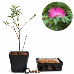 Calliandra pink | Bonsai...