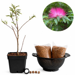 Calliandra pink | Bonsai...