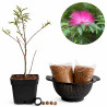 Calliandra pink | Bonsai Zero colador REDONDO