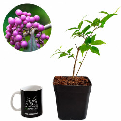 Callicarpa Japónica