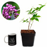 Callicarpa Japónica