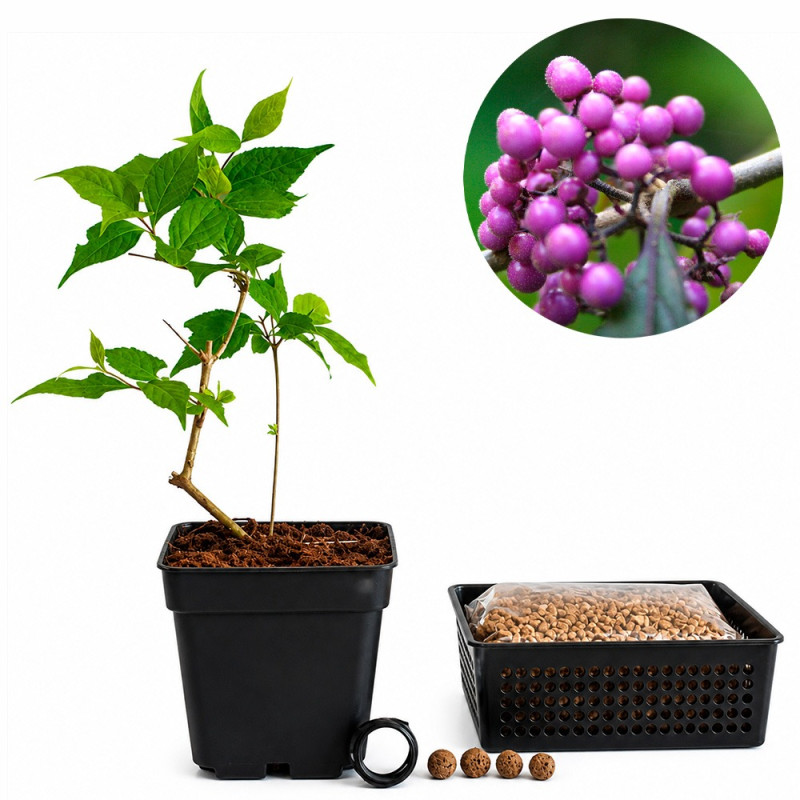 Callicarpa Japónica | Bonsai Zero URBANO