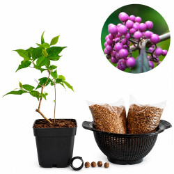 Callicarpa Japónica |...