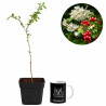 Crataegus monogyna