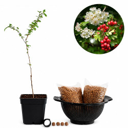 Crataegus monogyna | Bonsai...