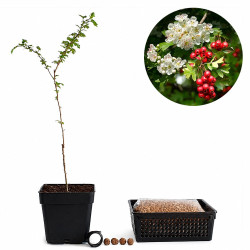 Crataegus monogyna | Bonsai...