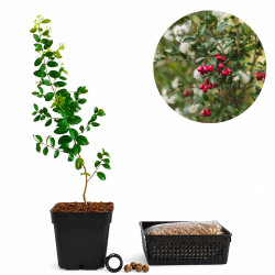 Eugenia | Bonsai Zero URBANO