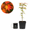 Acer palmatum 'yamamomiji'