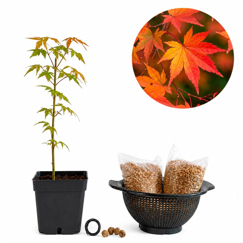 Arce Palmatum 'Yamamomiji' | Bonsai Zero colador REDONDO