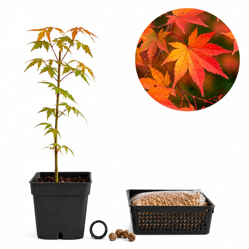 Acer Palmatum 'Yamamomiji' | Bonsai Zero URBANO