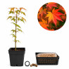 Acer Palmatum 'Yamamomiji' | Bonsai Zero URBANO