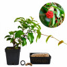 Kadsura Japónica | Bonsai Zero URBANO
