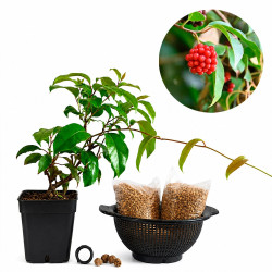 Kadsura Japónica | Bonsai...
