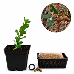 Alcornoque | Bonsai Zero...