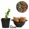 Alcornoque | Bonsai Zero colador REDONDO