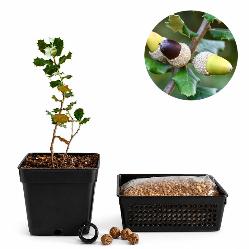 Encina "ballota" | Bonsai Zero URBANO