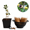 Encina "ballota" | Bonsai Zero colador REDONDO
