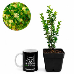 Buxus