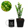 Buxus