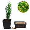 Buxus | Bonsai Zero URBANO