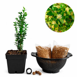 Buxus | Bonsai Zero colador...