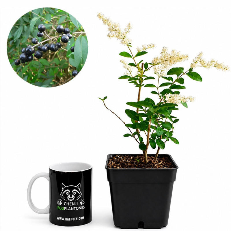 Ligustrum ibotta