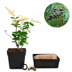 Ligustrum ibotta | Bonsai...