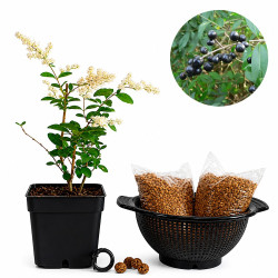 Ligustrum ibotta | Bonsai...