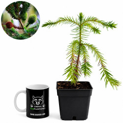 Araucaria brasileña