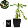 Araucaria brasileña