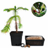Araucaria brasileña | Bonsai Zero URBANO