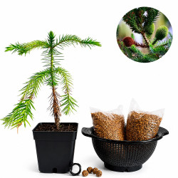 Araucaria brasileña |...